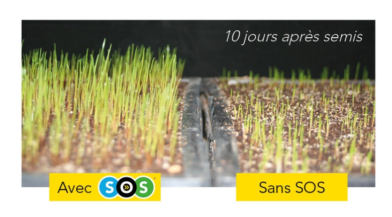 photo comparaison avec et sans SOS après 10j de semis