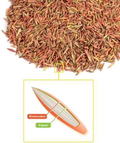 semences pelliculées avec biostimulant et engrais