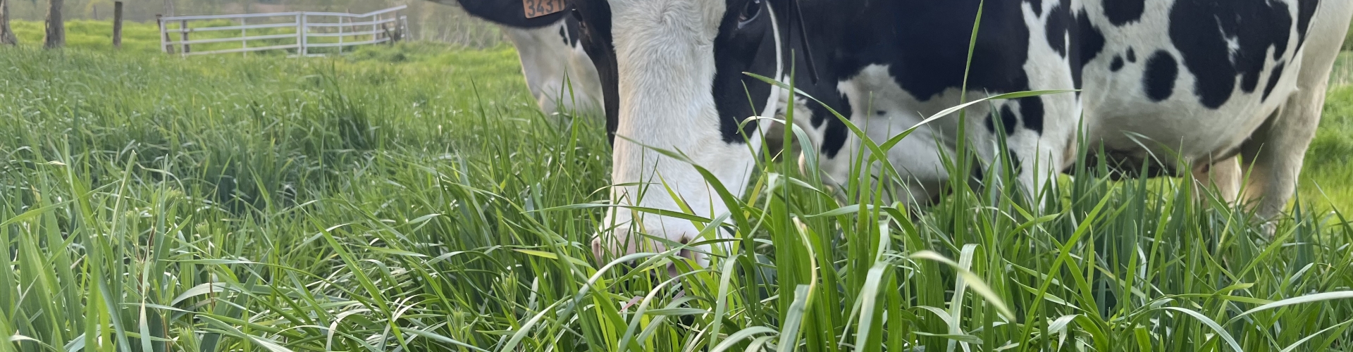vache normande noire et blanche broutant dans prairie